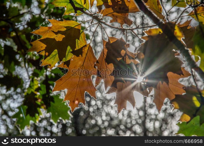 Sun shines through branch with oak leaf