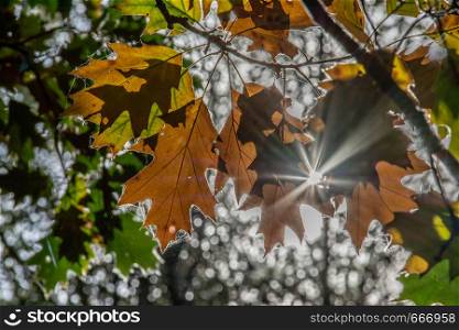 Sun shines through branch with oak leaf