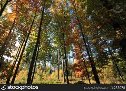 sun shining in an autumnal forest. autumnal forest