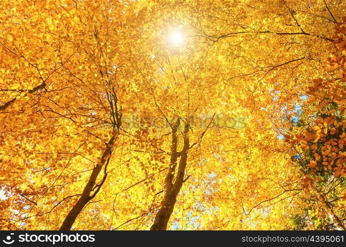 Sun shining in the autumn forest. Nature landscape with red, orange, yellow trees and leaves