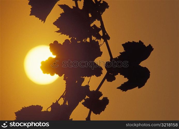 Sun Shining on Grape Vine