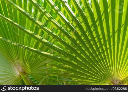 Sun shining through green palm leaves. Natural tropical summer background, abstract texture, wallpaper, backdrop.