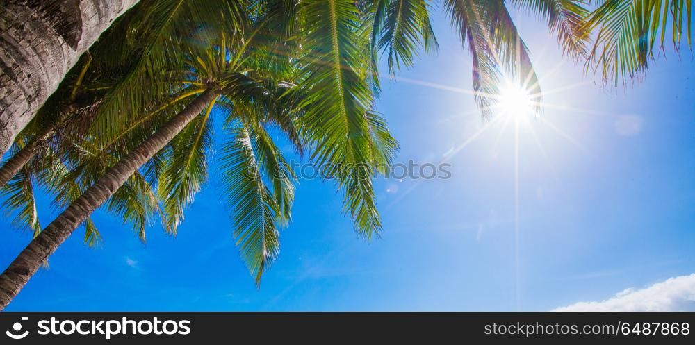 Sun shining through palm trees. Sun shining through tall palm trees. Summer, travel, vacation, tourism, lifestyle and weather concept
