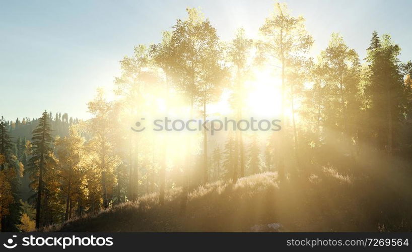 Sun Shining Through Pine Trees in Mountain Forest