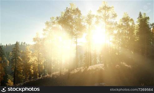 Sun Shining Through Pine Trees in Mountain Forest