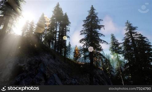 Sun Shining Through Pine Trees in Mountain Forest