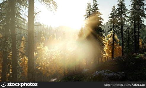 Sun Shining Through Pine Trees in Mountain Forest