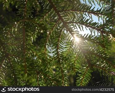 Sun shining through the fir branch and pins