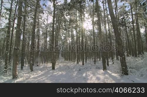 Sun shining through the pine trees covered with snow in winter forest