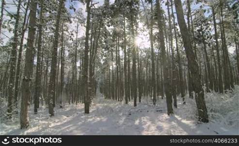 Sun shining through the pine trees covered with snow in winter forest