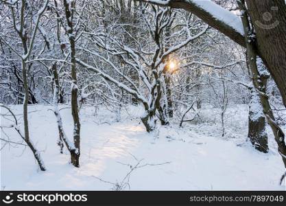 sun shining through the trees in winter landscape with snow