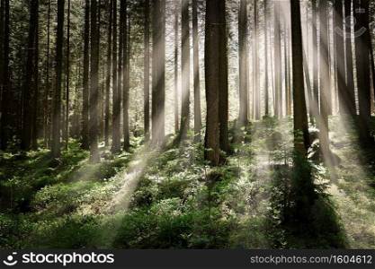 Sun shining through the trees of woods