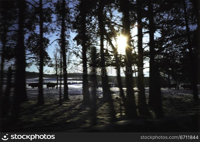 Sun shining through trees in a forest