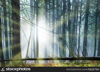 Sun shining through trees in the dark misty forest