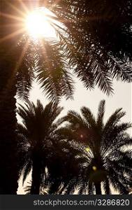 Sun shining through tropical palm trees at sunset