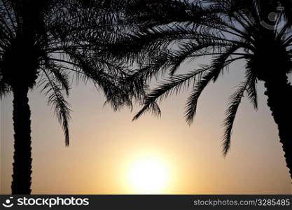 Sun shining through tropical palm trees at sunset or sunrise