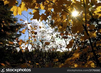 Sun shining through yellow fall maple tree branches