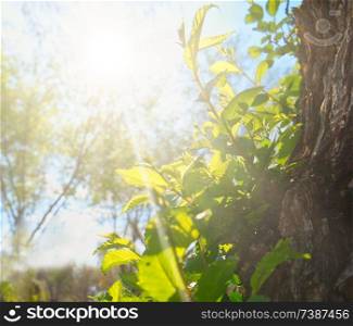 Sun shining with sunflares in the park space with tree trunk on foreground. Sun shining in the park space with tree trunk on foreground