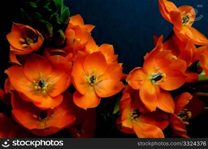 Sun Star flower closeup on a dark background. Orange Perennial Flower