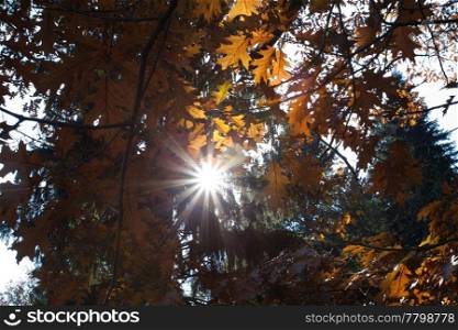 sun streaming through the tree crown
