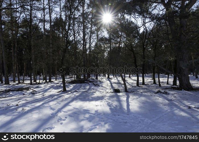 sunbeam in the forest during winter with snow on the ground 