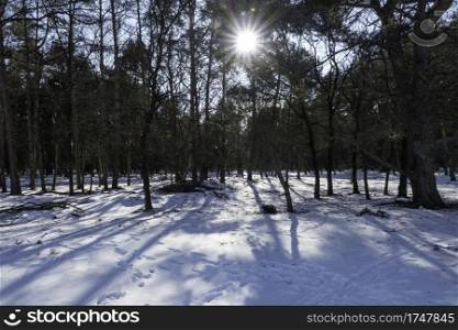 sunbeam in the forest during winter with snow on the ground 