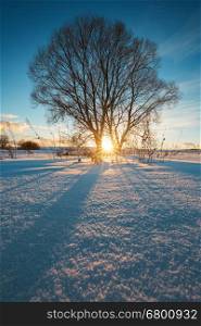 Sunbeams breaking through tree in winter field, straight blue shadows on smooth snow surface.