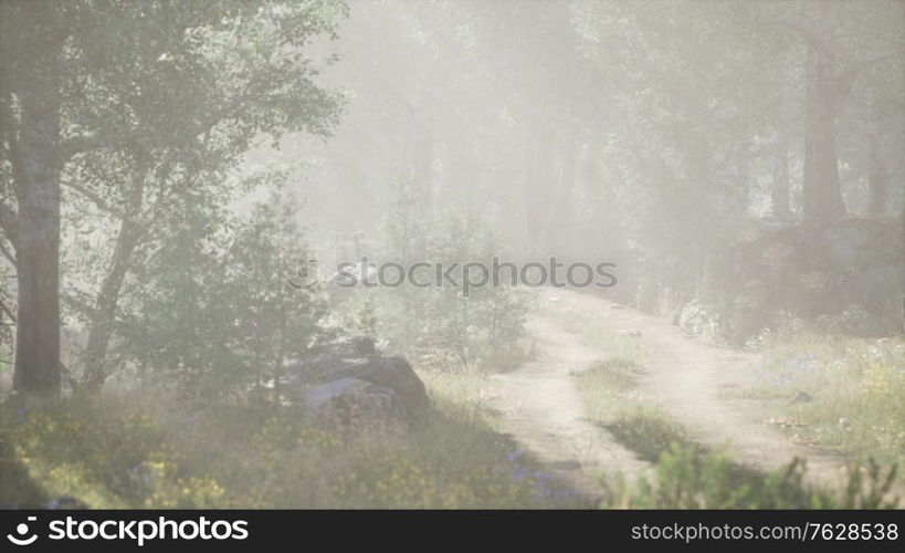 Sunbeams entering coniferous stand on a misty summer morning