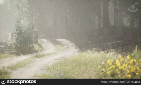 Sunbeams entering coniferous stand on a misty summer morning