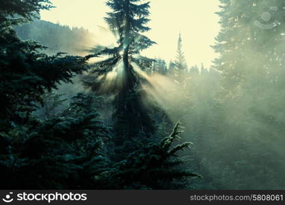 Sunbeams in morning summer forest