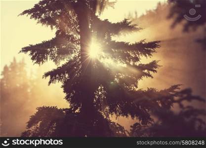 Sunbeams in morning summer forest