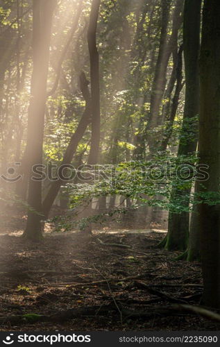 Sunbeams make their way through the morning haze of fog in the forest. The sun’s rays make their way through the crowns of trees in the morning hours of a warm summer day.. Morning sun in the woods withs sunbeams between the trees