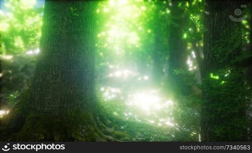 sunbeams shining through natural forest of beech trees, ferns covering the ground. Sunbeams Shining through Natural Forest of Beech Trees