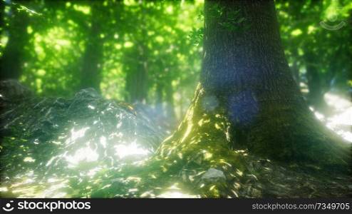 sunbeams shining through natural forest of beech trees, ferns covering the ground. Sunbeams Shining through Natural Forest of Beech Trees