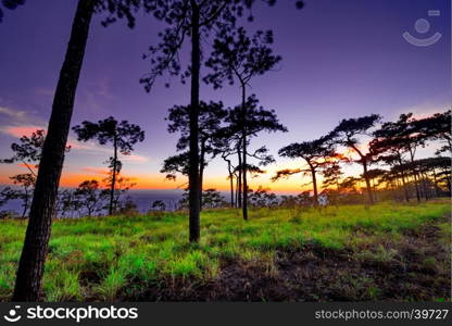 sunbeams through pine tree