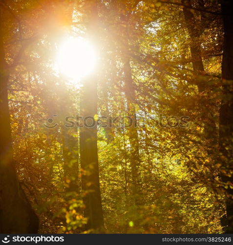 Sunbeams trough autumnal fall trees in park. Sunlight in autumn forest