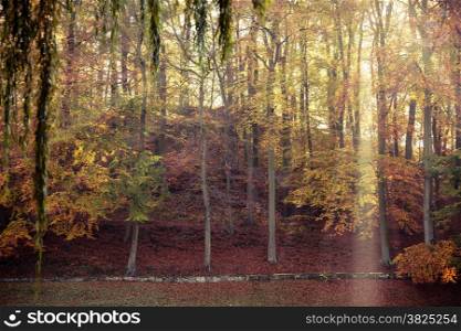 Sunbeams trough autumnal fall trees in park. Sunlight in autumn forest