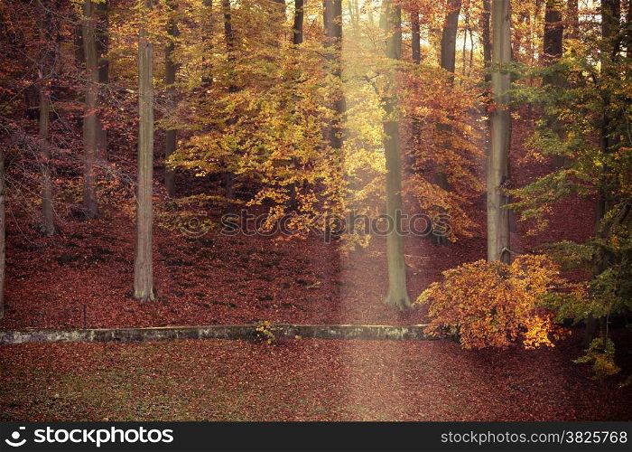 Sunbeams trough autumnal fall trees in park. Sunlight in autumn forest