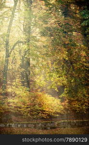 Sunbeams trough autumnal fall trees in park. Sunlight in autumn forest