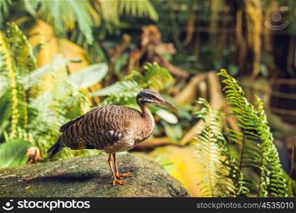 Sunbittern bird standing on a rock in a jungle