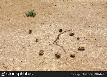 Sundial from animal faeces in the desert Gobi Desert, Mongolia.