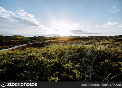 Sundown over dense green bush on coastal dunes with boardwalk leading to calm Sunset with glowing sky in evening. Landscape on Amrum, North Frisian Islands, Schleswig-Holstein, Germany