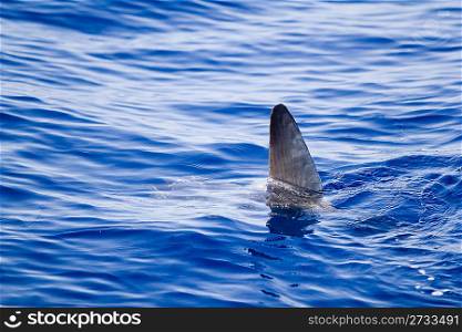 sunfish fin coming out water as a shark metaphor blue sea