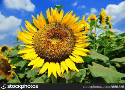 Sunflower