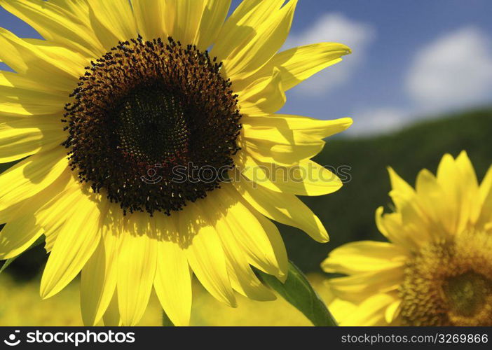 Sunflower