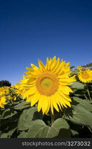 Sunflower