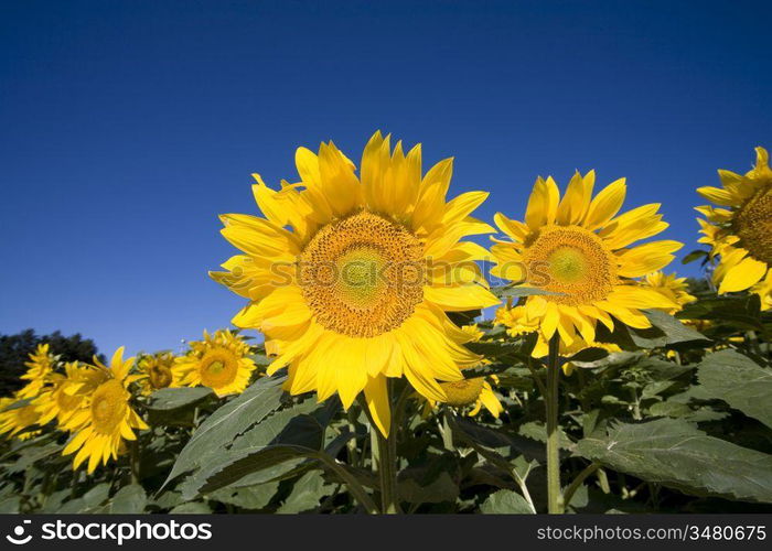 Sunflower