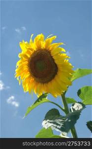 Sunflower. A blossoming flower of an agricultural kind of a plant from which do oil