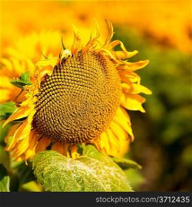 Sunflower, abstract macro backgrounds for your design