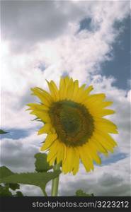 Sunflower Against A Cloudy Sky